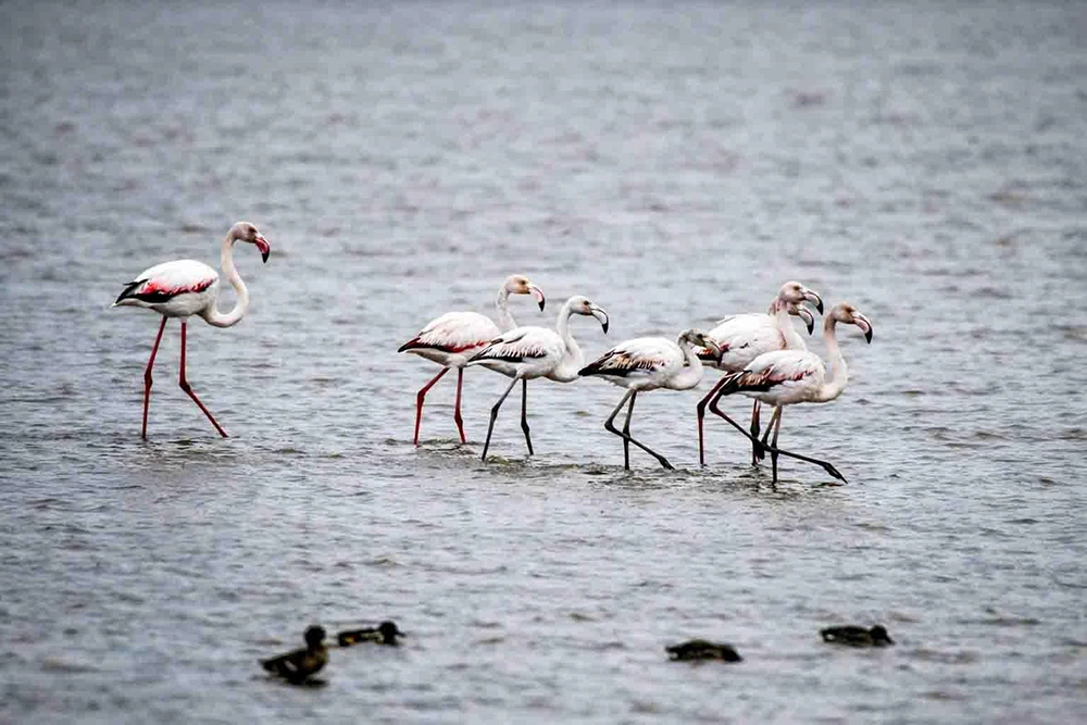 Samsun'da flamingo resitali: Kuş Cenneti'nde ilkbahar coşkusu